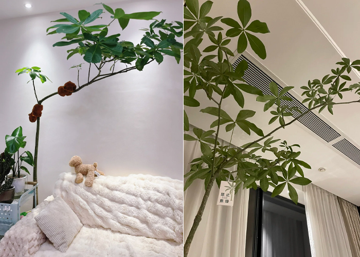 Chàng trai tiết lộ cách trồng kim ngân khổng lồ, được ví như kho báu trong nhà- Ảnh 6. Chàng trai tiết lộ cách trồng kim ngân khổng lồ, được ví như kho báu trong nhà- Ảnh 6.