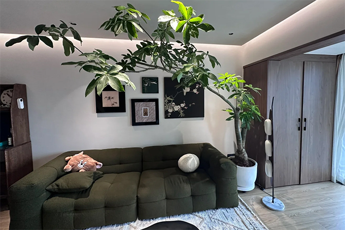 Chàng trai tiết lộ cách trồng kim ngân khổng lồ, được ví như kho báu trong nhà- Ảnh 2. Chàng trai tiết lộ cách trồng kim ngân khổng lồ, được ví như kho báu trong nhà- Ảnh 2.