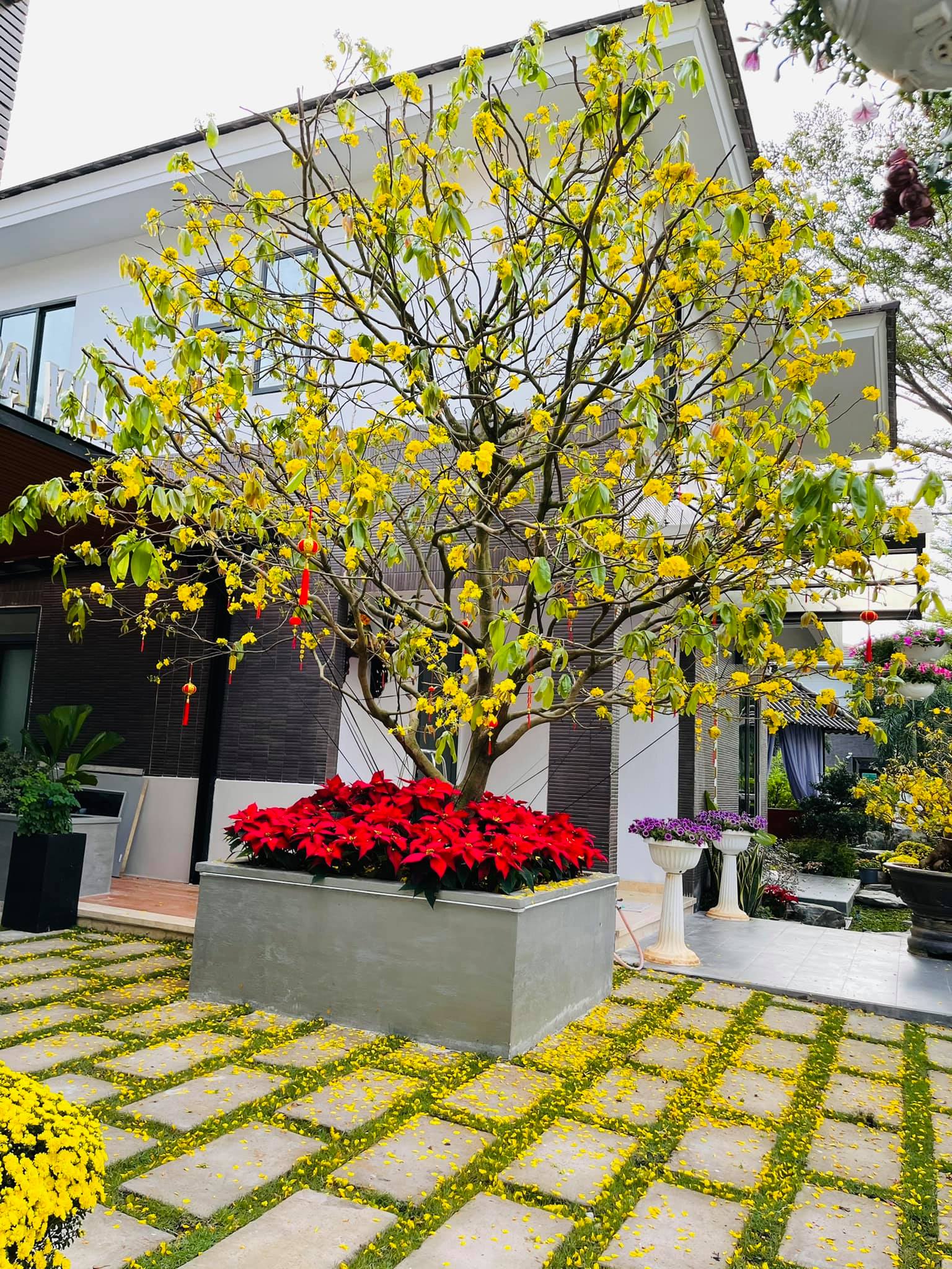 Cận cảnh biệt thự nhà vườn rộng 220m2, có hồ cá Koi