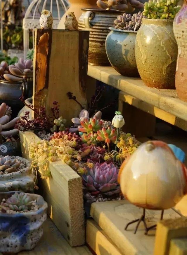 Mê mẩn trước khu vườn rộng 6.000m² với 2.000 loài hoa khoe sắc của đôi vợ chồng trung niên!- Ảnh 4. Mê mẩn trước khu vườn rộng 6.000m² với 2.000 loài hoa khoe sắc của đôi vợ chồng trung niên!- Ảnh 4.