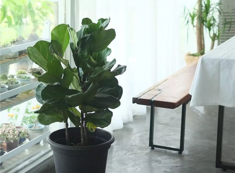 Bước vào tuổi 29, cô gái trẻ mạnh mẽ bỏ phố về quê, sống những ngày thảnh thơi cùng cha mẹ bên khu vườn 6000m²- Ảnh 27. Bước vào tuổi 29, cô gái trẻ mạnh mẽ bỏ phố về quê, sống những ngày thảnh thơi cùng cha mẹ bên khu vườn 6000m²- Ảnh 27.