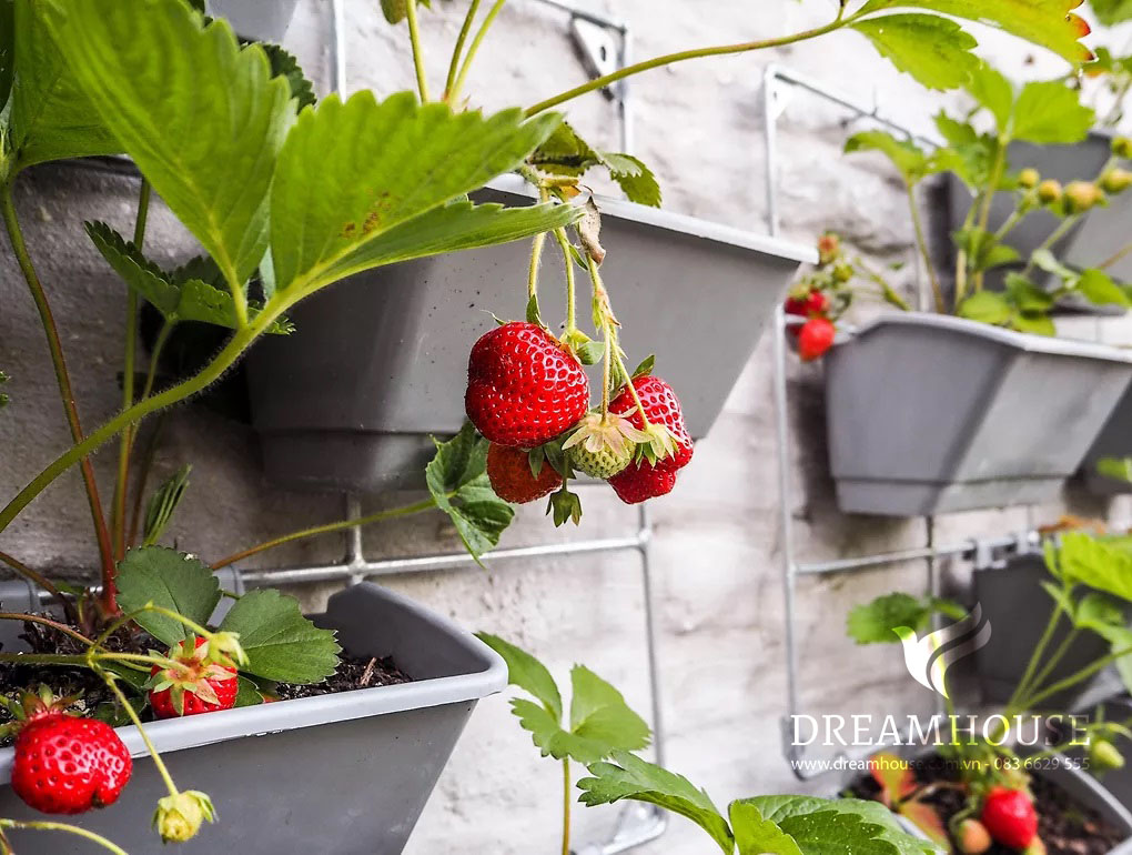 35-y-tuong-thiet-ke-canh-quan-san-vuon-cho-nam-2025-cho-nguoi-dam-me-26 Vườn thẳng đứng với các thùng chứa màu xám gắn vào giàn dây thép để trồng dâu tây.