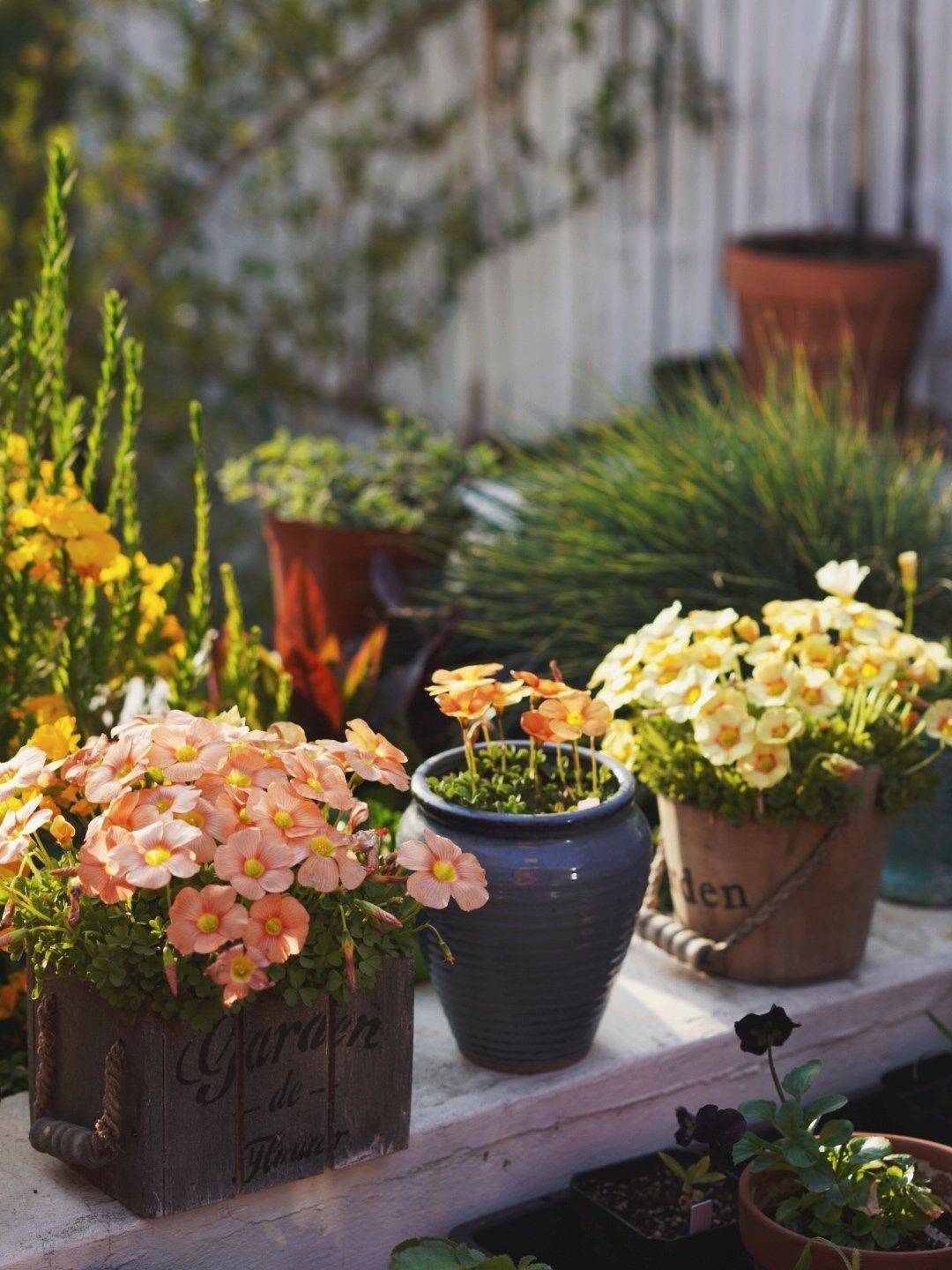 Chỉ 30m² thế nhưng khu vườn sân thượng của người phụ nữ trung niên này có đến 400 loại thực vật tươi tốt!- Ảnh 9.